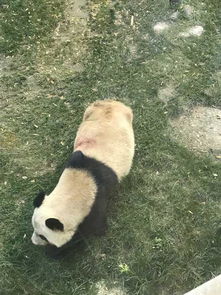 2人造谣科研人员虐待大熊猫获刑